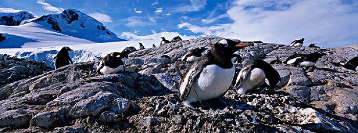 《真女神转生5》特别版官方页游开启 通关可得强力赠礼